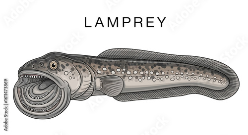 Lamprey Sea creature Vector illustration Fish.