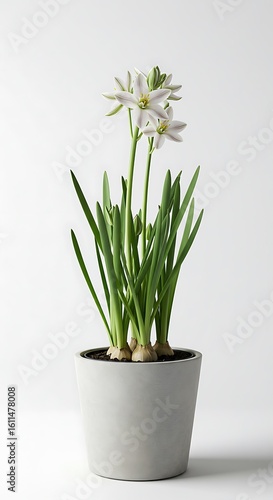 Wallpaper Mural Winter's First Bloom Torontodigital.ca