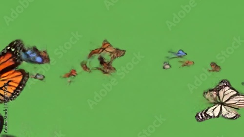 Many butterflies in flight against a solid green background