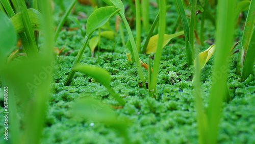 Close up of duckweed floating on water surface with selective focus.