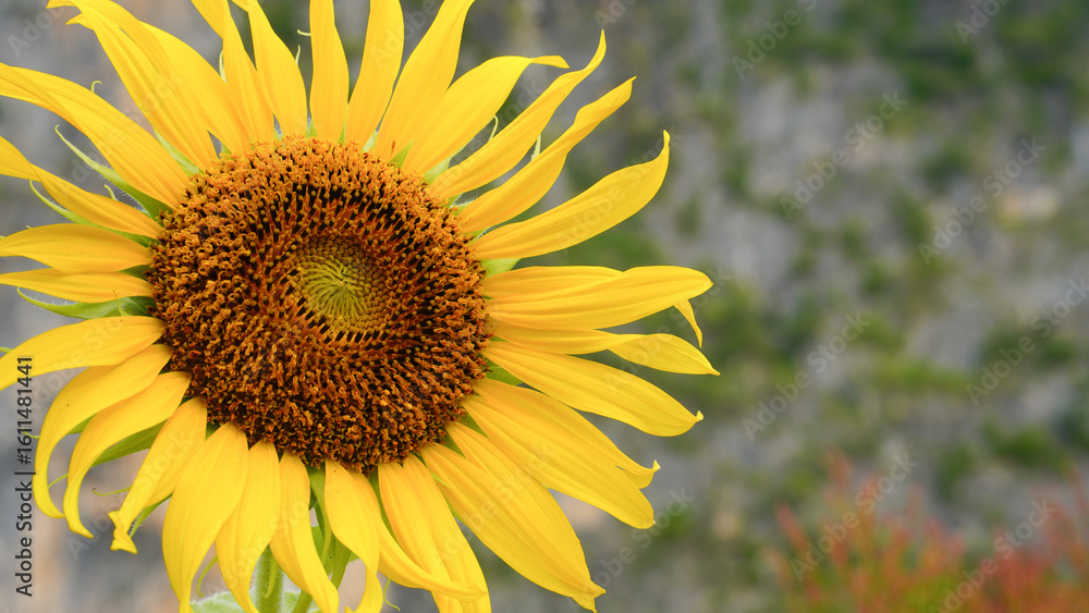 Obraz premium Close-up of sunflower on natural background.