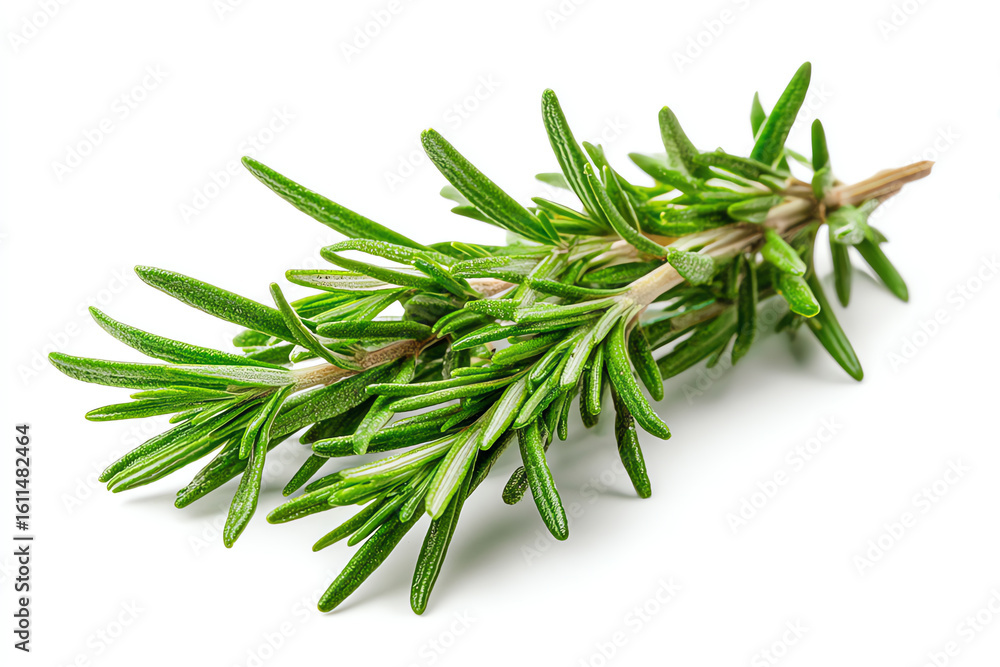 Fototapeta premium Fresh rosemary sprigs with vibrant green needle-like leaves isolated on a white background, commonly used as an aromatic herb in cooking and herbal remedies