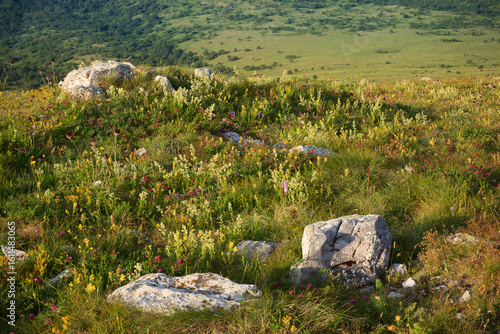 A scenic view of colorful wildflowers on Shiljak Peak in the Rtanj mountain range, Serbia.