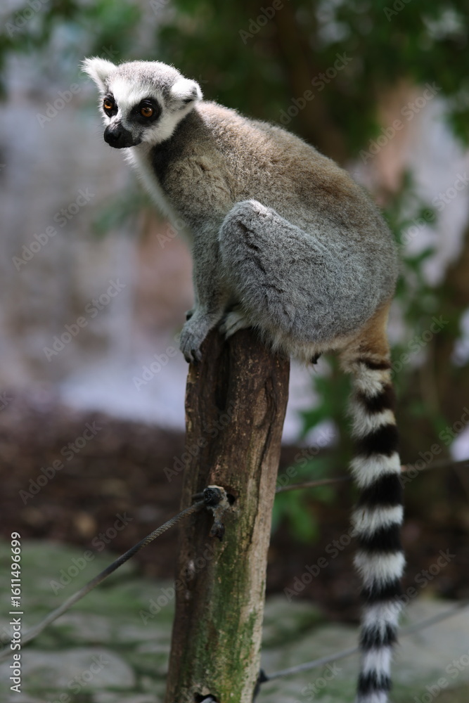 Fototapeta premium A ring-tailed lemur sits gracefully on a wooden post, its long striped tail hanging down, while it gazes alertly into the distance in a natural habitat setting.
