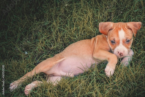 A pit bull and border collie mix puppy lays in the grass