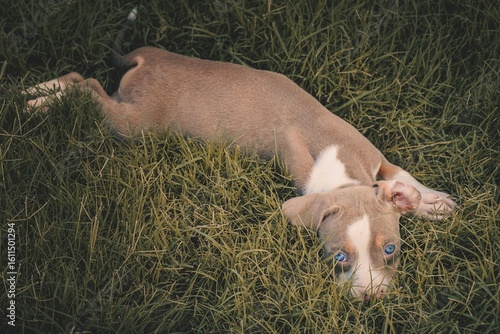 A pit bull and border collie mix puppy lays in the grass