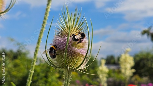 Dipsacus fullonum, is a species of flowering plant known by the common names wild teasel or fuller's teasel, although the latter name is usually applied to the cultivated variety D. fullonum var. 