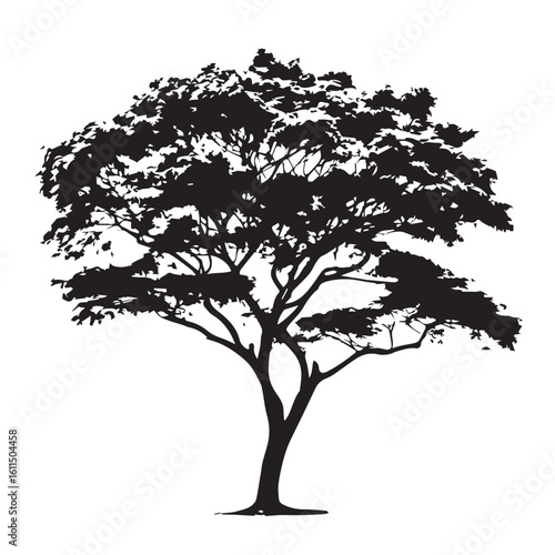 Rain tree isolated on white background. Tropical tree