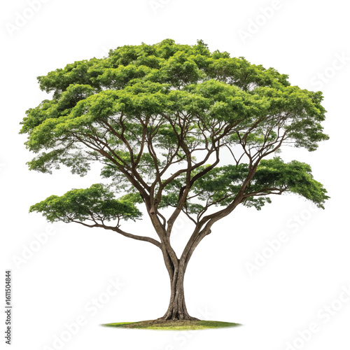 Rain tree isolated on white background. Tropical tree