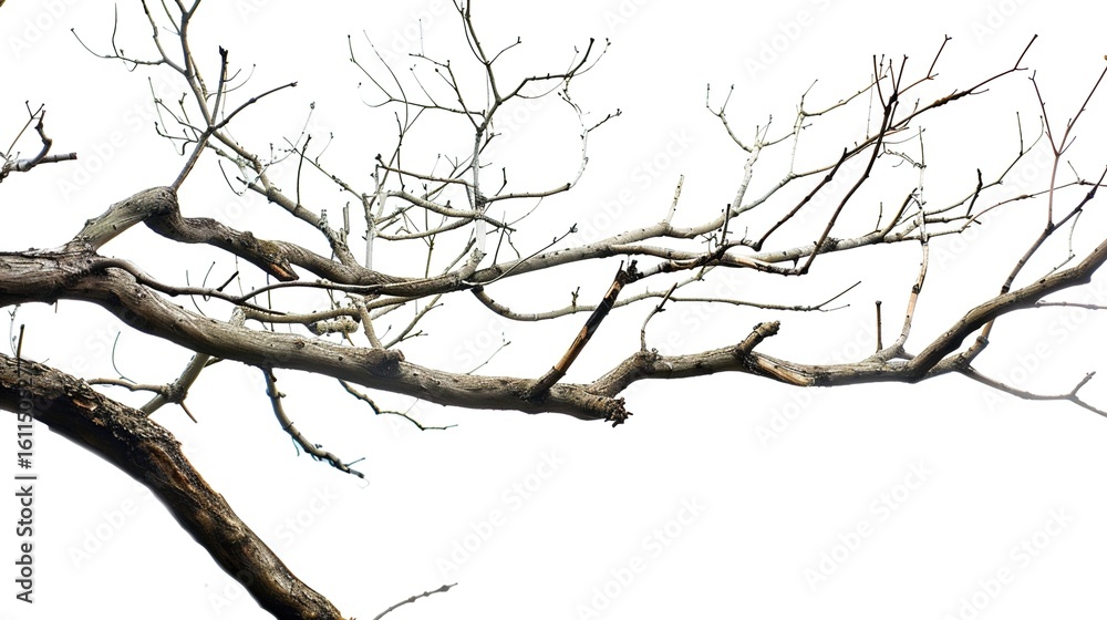Fototapeta premium Artistic Dry Tree Branches Isolated on White Background: Textured Twigs, Gnarled Trunks, and Weathered Limbs with Natural Patterns, Perfect for Graphic Design, Seasonal Decor, Botanical Illustrations