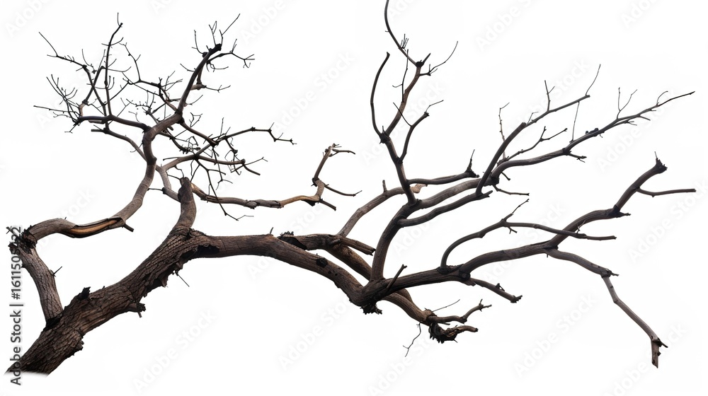 Fototapeta premium Artistic Dry Tree Branches Isolated on White Background: Textured Twigs, Gnarled Trunks, and Weathered Limbs with Natural Patterns, Perfect for Graphic Design, Seasonal Decor, Botanical Illustrations