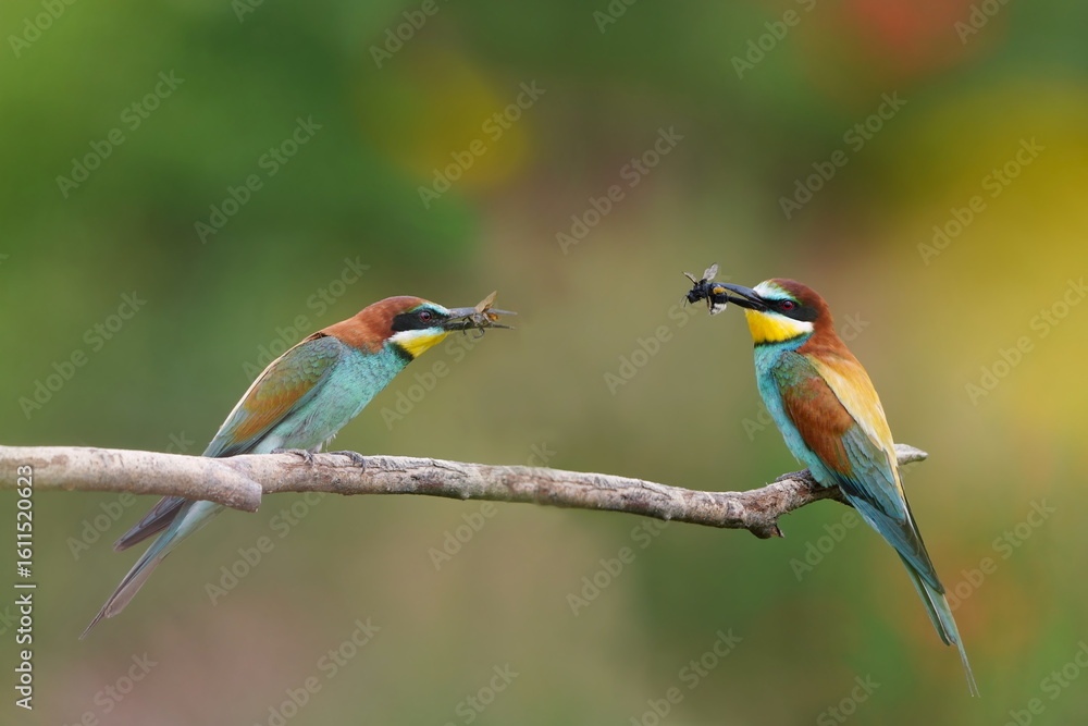 Obraz premium Two bee-eater sits on a branch and has an insect in its beak. Merops apiaster
