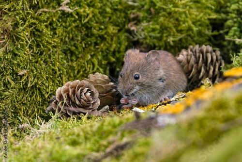 A cute bank vole looks for food on the ground. Vole in the nature habitat. Wildlife scene from european forest. Myodes glareolus