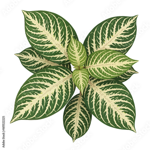Top-down view of vibrant Aphelandra squarrosa foliage displaying distinct white veining against lush green leaves, concept for botanical illustration, ornamental plant design, and natural pattern