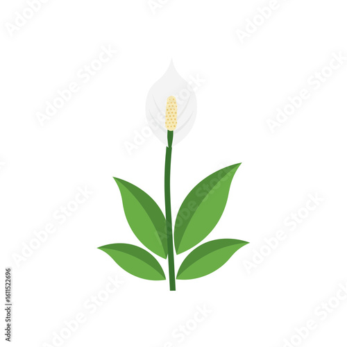 Isolated peace lily illustration with vibrant green leaves and elegant white bloom, concept for botanical designs, home decor elements and peaceful invitations