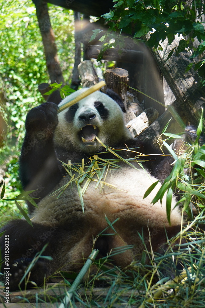 Obraz premium panda eating bamboo