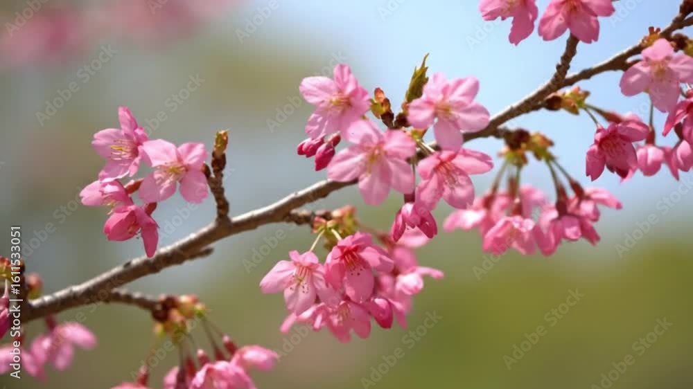 Pink cherry blossoms on a branch with a blue sky and green background Pink cherry blossoms on a branch with a blue sky and green background