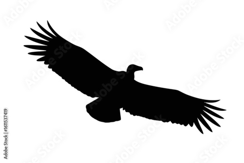 Majestic Andean Condor in Flight bird flying