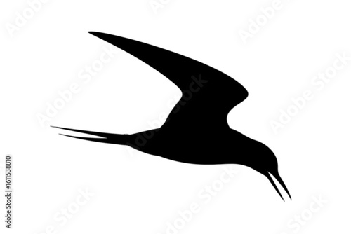 Tern in flight diving bird flying