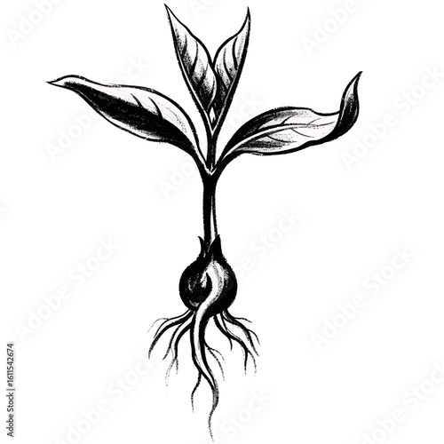 Monochrome drawing of a seedling sprouting from a bulb with roots, concept for botanical illustrations, horticultural diagrams and agricultural publications
