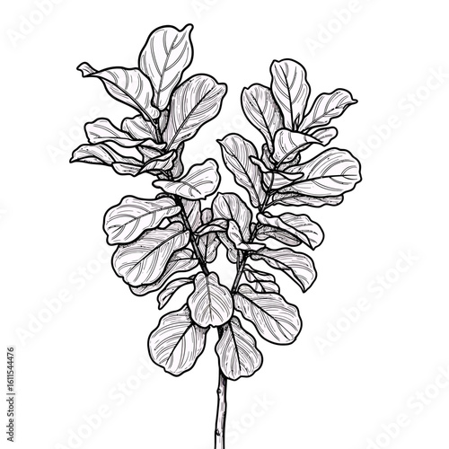 Fiddle leaf fig plant illustration in black and white detailed style, concept for botanical study, interior design decor and minimalist art.