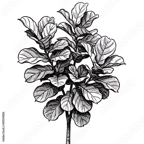 Detailed hand-drawn illustration of a fiddle leaf fig plant on a white background, concept for botanical art, minimalist decor and naturalistic design.