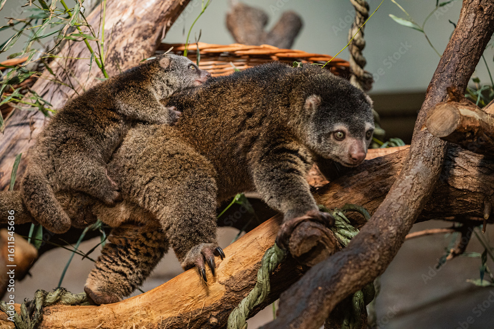 Fototapeta premium Bear cuscus, Phalanger Maculatus with baby on her back