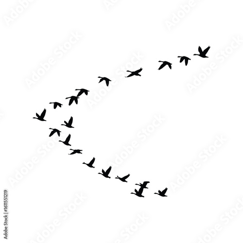 Silhouettes of birds flying in V-formation, symbolizing teamwork and migration