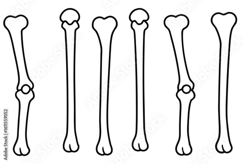 Humerus Line Art Reveals Joint Connections