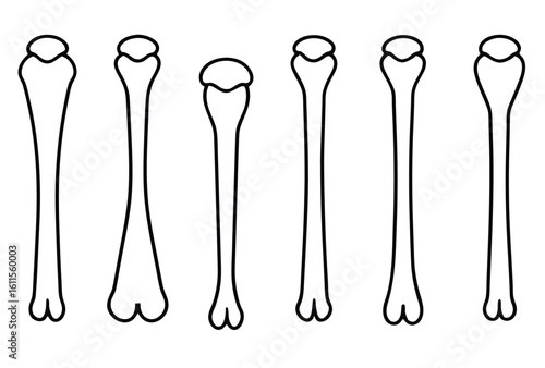 Humerus Line Art Shapes Human Anatomy