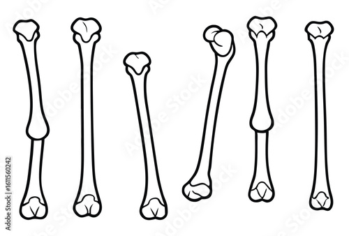 humerus upper arm line art anatomy education resource