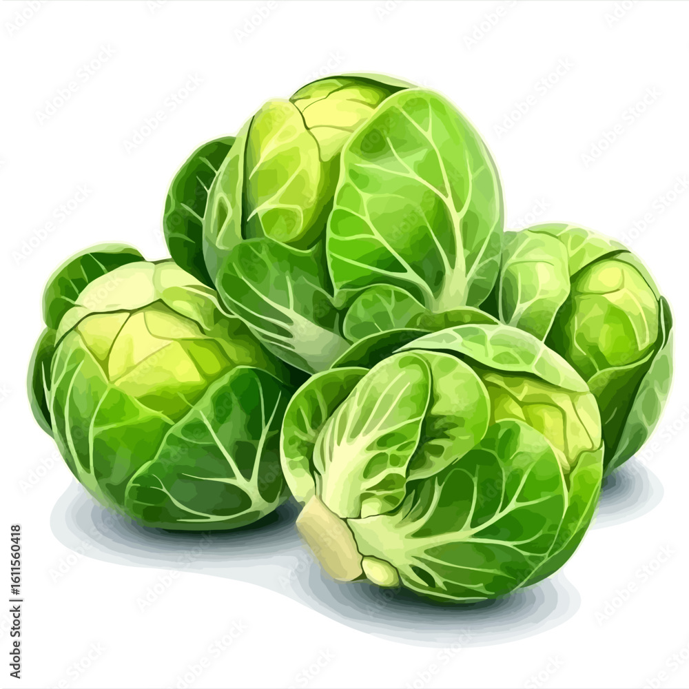 Fototapeta premium Brussels sprout vector illustration 