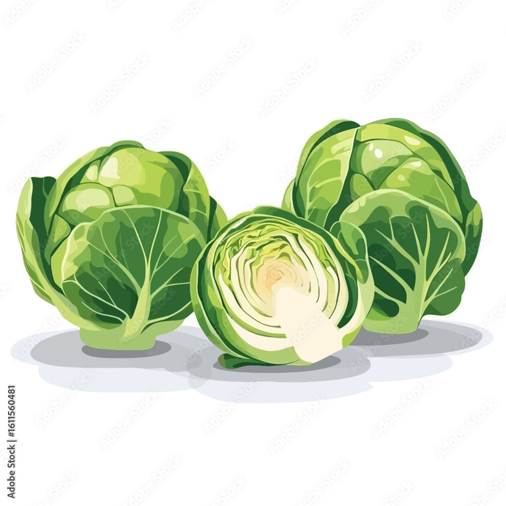 Fototapeta premium Brussels sprout vector 