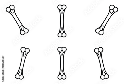 humerus upper arm line art detailed bone sketch