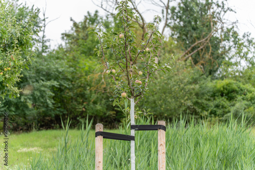 Φωτογραφία Young Apple Tree