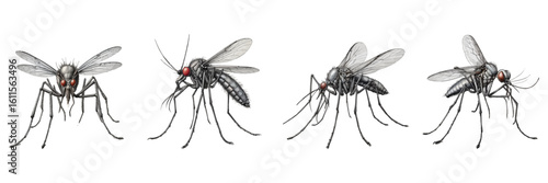 Set of dangerous looking mosquito, hand drawn sketch style, black and white ink illustration