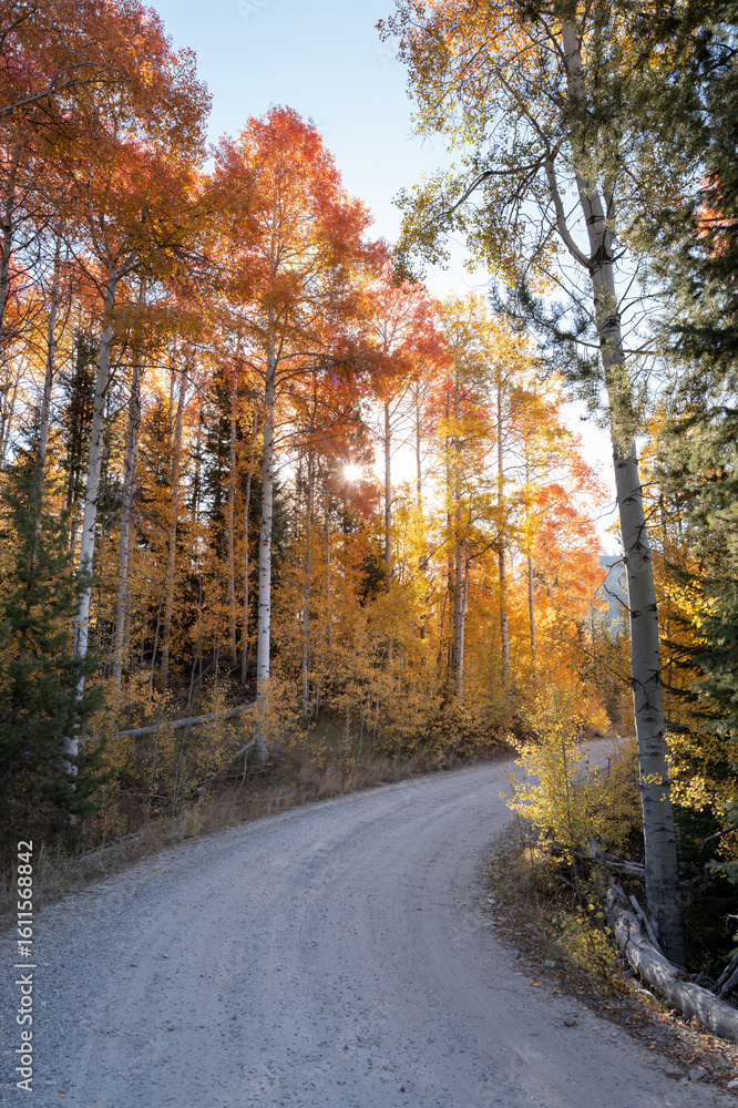 Obraz premium Turn in the road leads through aspens in fall