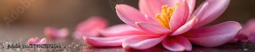 Close-up shot of delicate flower petals being gently caressed, suggesting a calming and therapeutic massage  Perfect for spa, wellness, and beauty concepts ,  plant,  holistic