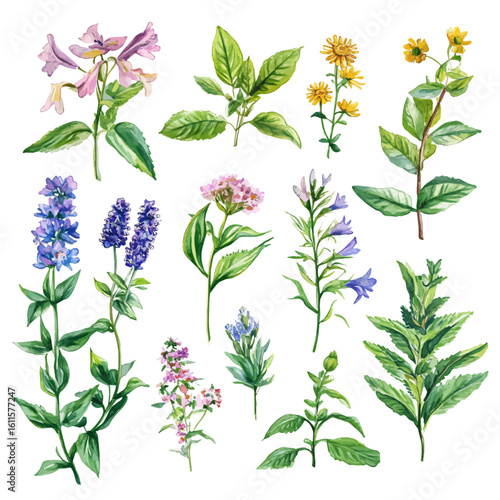 Watercolor hand-painted collection with herbal medicine plants heal painting illustration isolated on a white background, stinging nettle leaf illustration, AI painting design