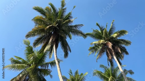 Wallpaper Mural Tall coconut trees under a bright blue sky, creating a tropical and serene atmosphere. Torontodigital.ca