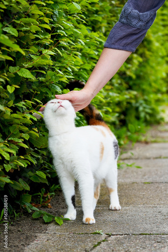 Картината върху платно Female hand caresses white spotted cat against green shrubs