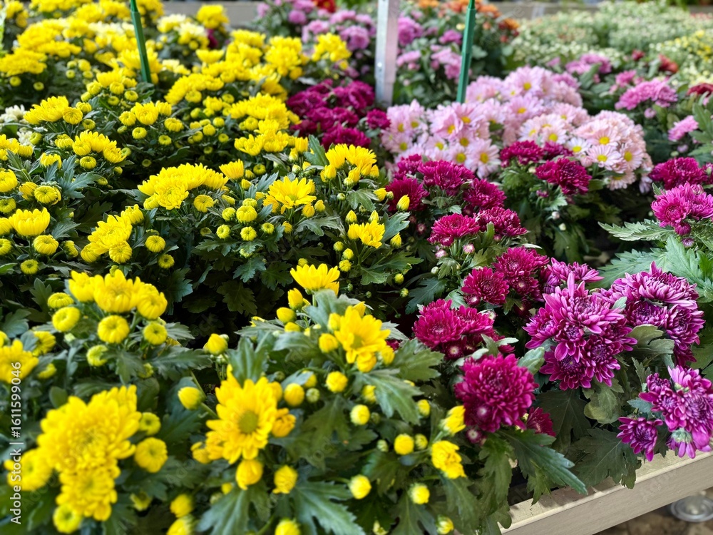 Obraz premium flowers in the garden