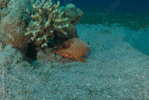 Wallpaper Mural Fish swimming in the Red Sea, colorful fish, Eilat, Israel
 Torontodigital.ca