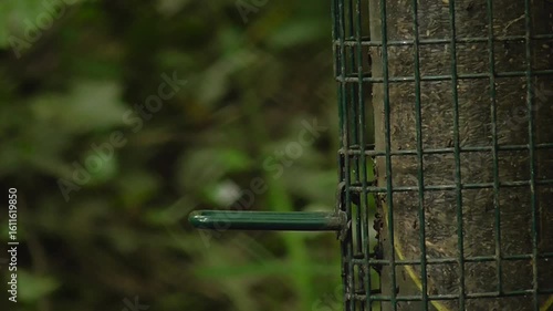 Marsh Tit (Poecile palustris) Feeding on a Nyjer Seed Feeder