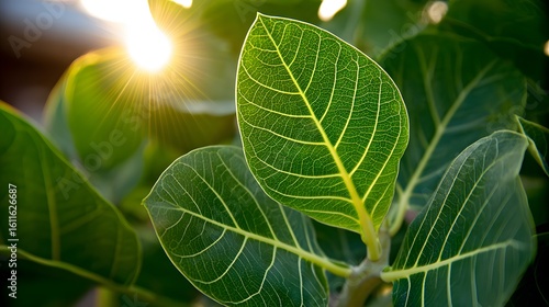 Close-up view of vibrant green leaves with intricate veins.