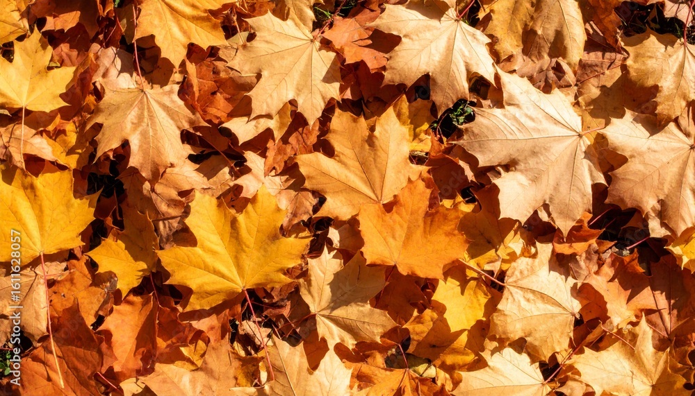 Obraz premium Autumn Leaves Carpeting the Ground