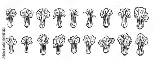 set of different types of vegetables including cabbage