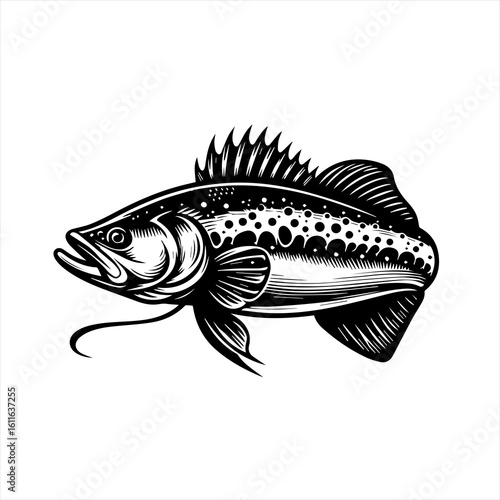 A predatory bass fish