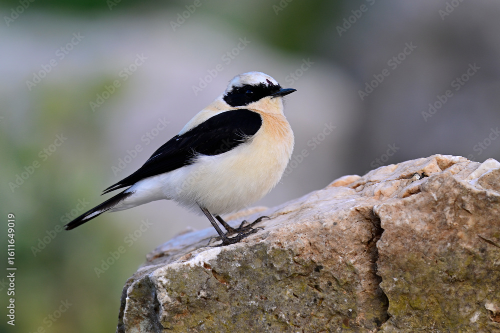 Obraz premium Balkansteinschmätzer // Eastern Black-eared Wheatear (Oenanthe melanoleuca) - Peloponnes, Griechenland