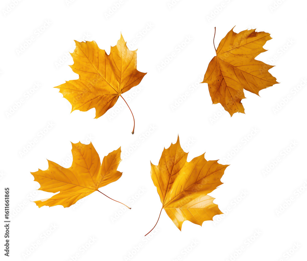 Fototapeta premium Four falling golden maple leaves on transparent background